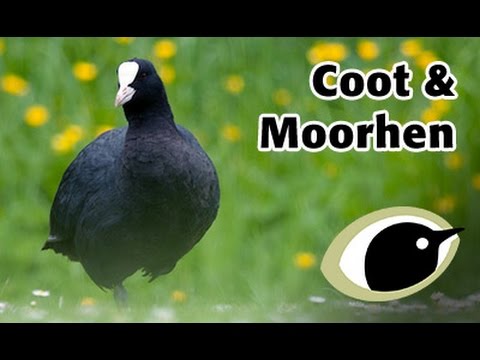 bto bird id coot moorhen youtube