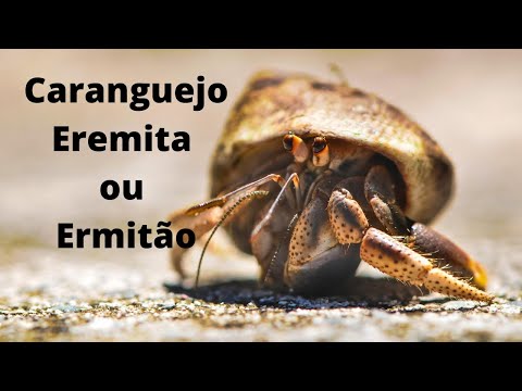 Vídeo: Caranguejos eremita: Espécie eremita do caranguejo do eremita