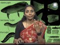 BRAOU : UG Zoology, 1st year 2nd Semester : Dipnoi Fishes and Scales and Fins