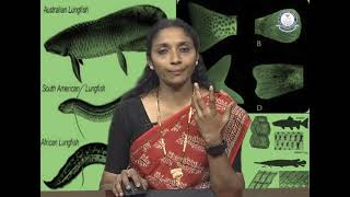 BRAOU : UG Zoology, 1st year 2nd Semester : Dipnoi Fishes and Scales and Fins