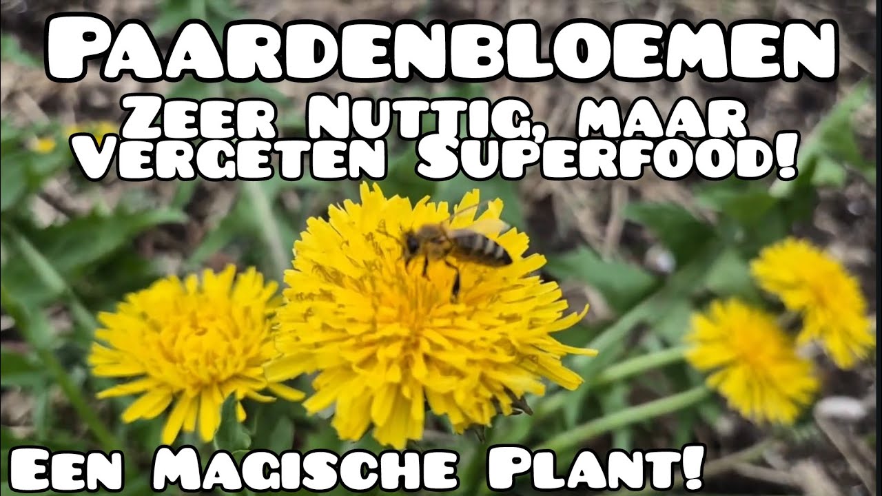 De Vergeten Magie van de Paardenbloem