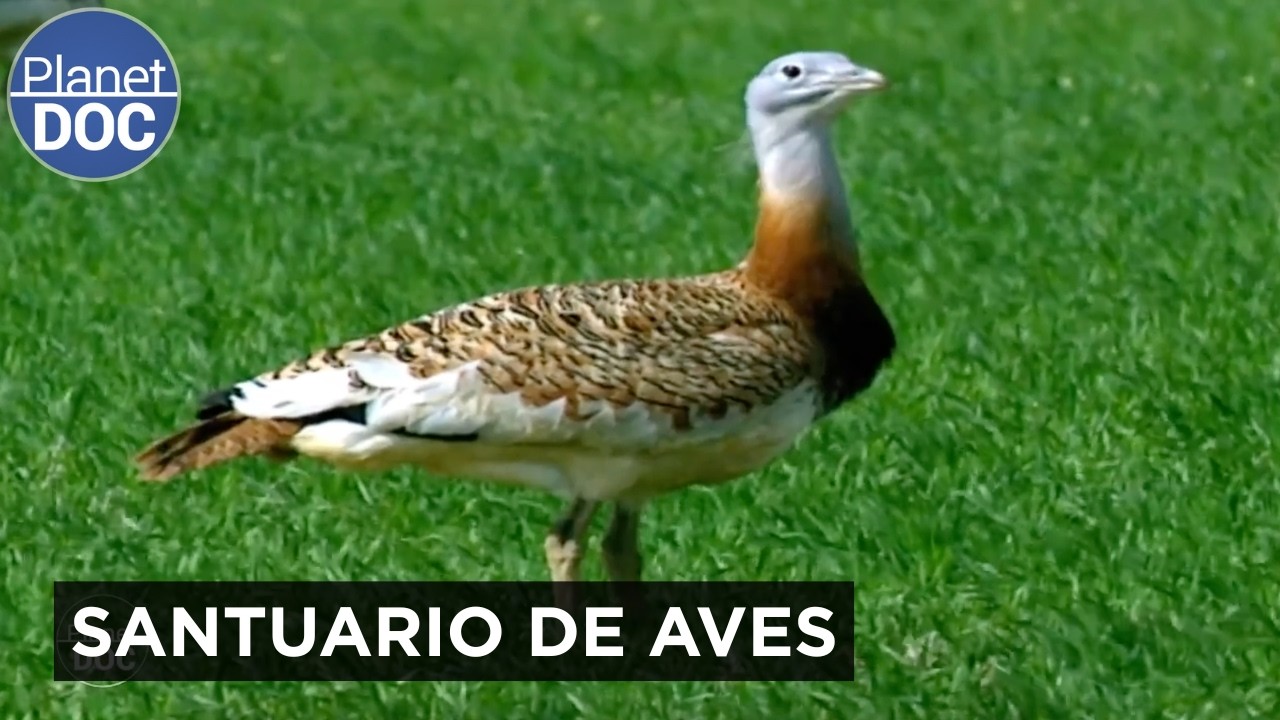 ZAMORA SALVAJE: Villafáfila y sus lagunas  🦅🌿 | Planet DOC