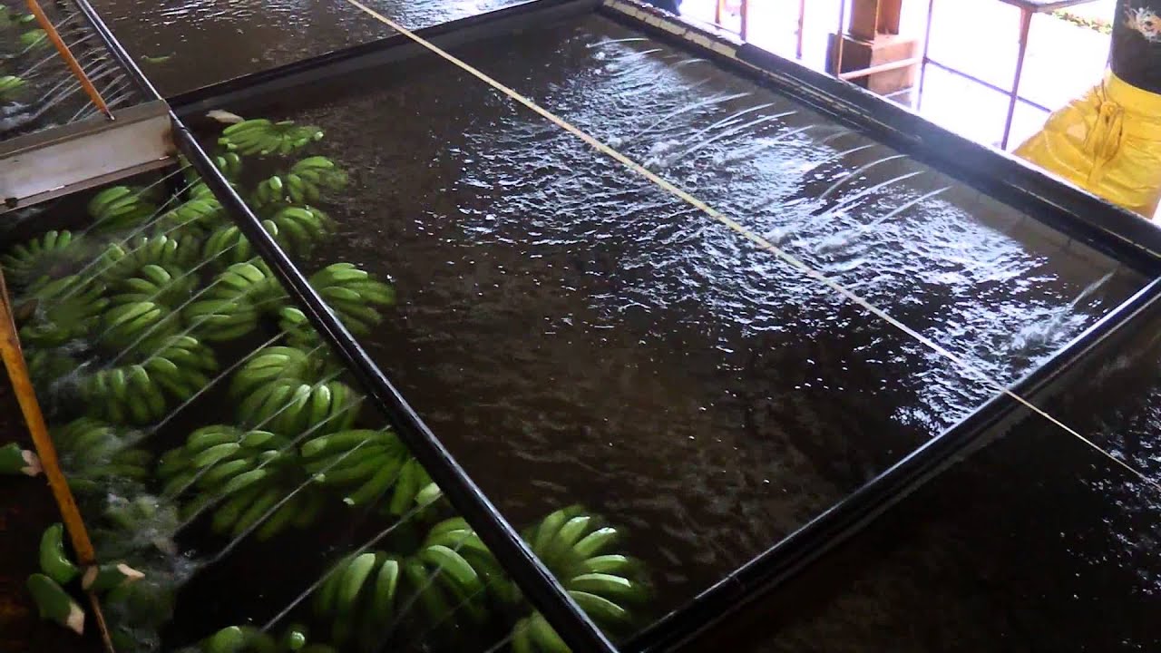 The Banana Packing Plant YouTube