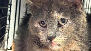 Marta’s story for her has a happy ending. Millions continue to suffer. by Furball Farm Cat Sanctuary 2,403 views 2 weeks ago 1 minute, 20 seconds