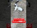 びびとちょぱの呼んだら帰ってくるダッシュ💨動画です。 #びびちょぱ #猫ダッシュ #catsdash #cats #呼んだら帰ってくる #cat