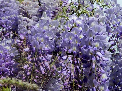 Video: Wisteria Blooms Nyiam