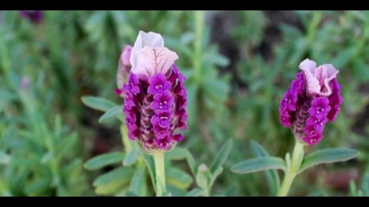 Spring flowers YouTube