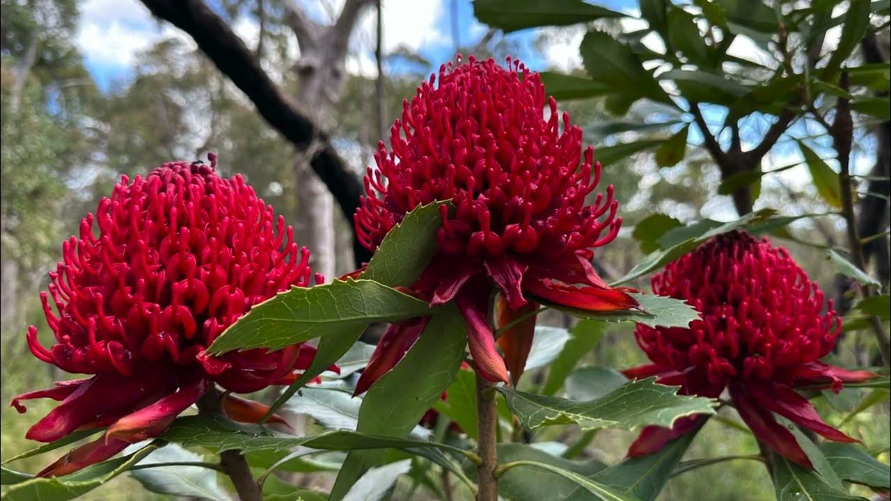 Native Australian Waratahs growing in the bush YouTube