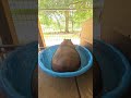 Hippo Farting in a Tiny Water Bowl - Cutest Splash Ever!