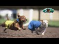 Canterbury Park Wiener Dog Races 8-15-21