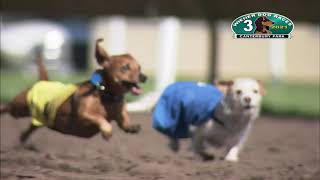 Canterbury Park Wiener Dog Races 8-15-21