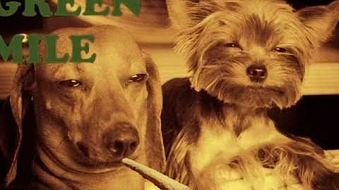 Share With Your Pets jpg