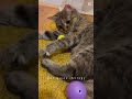 Cat music therapy #calmmusicforcats #catrelaxation #catentertainment #cattv
