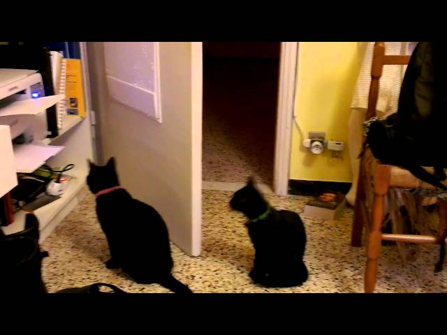 cats vs samsung scx-3400 laser printer