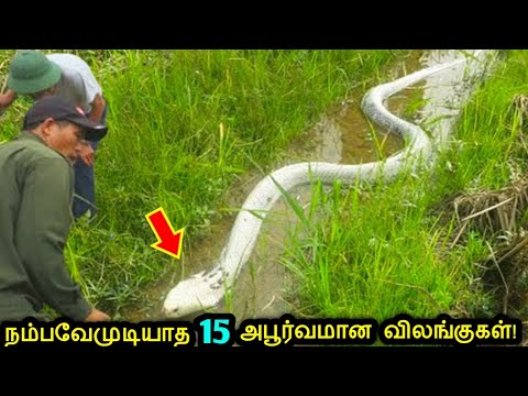 நீங்கள் இதுவரை பார்த்திராத மிகவும் அரிதான 15 காட்டு விலங்குகள்! | Rare Wild Animals