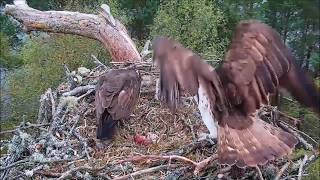 03 May 26 am ~ Two fish and bits in between for Darden &amp; LM24 ~ ©Scottish Wildlife Trust, Lowes