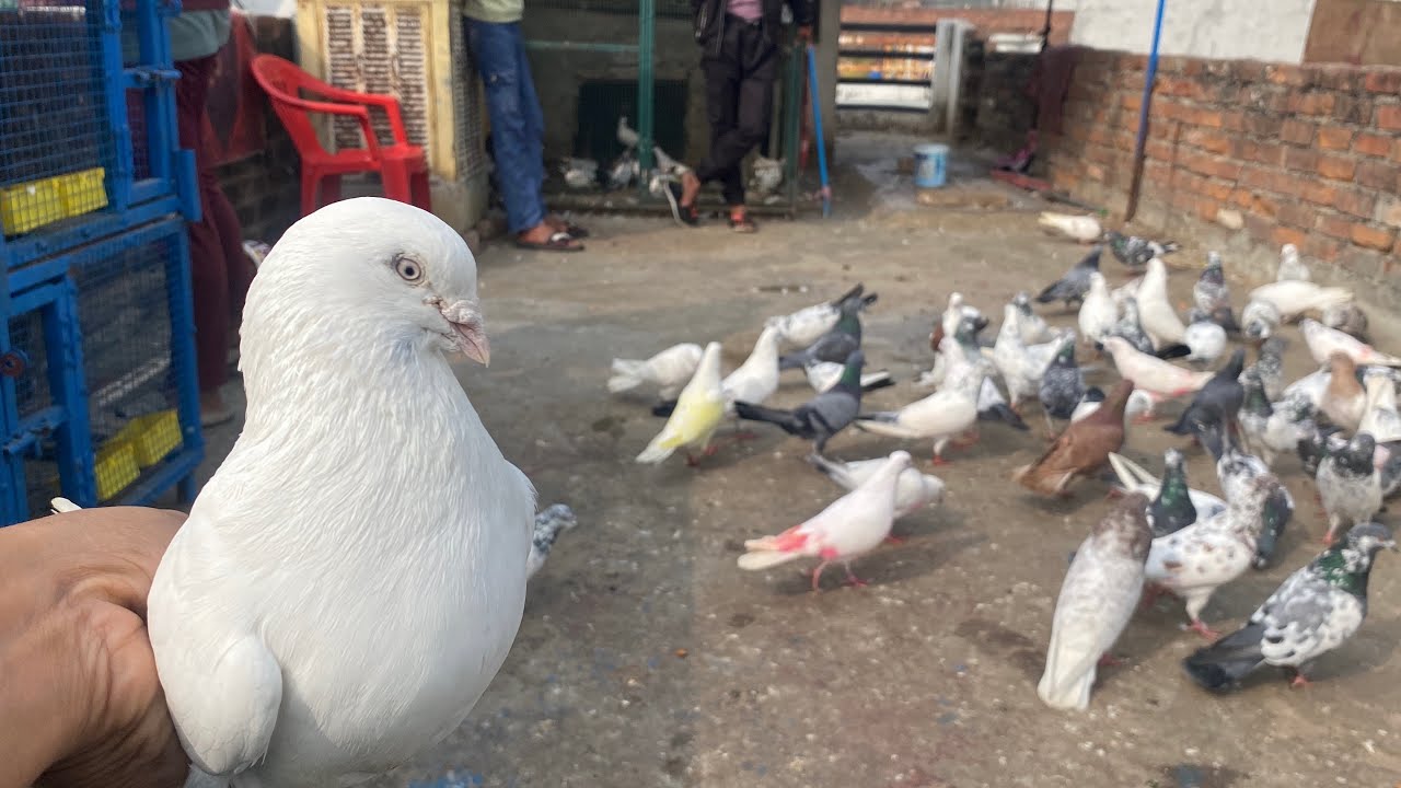 ज्यादा ठंडी माए कबूतर केसे बचाए | lucknow pigeon care 