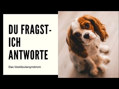 Video: Biliöses Erbrechensyndrom Bei Hunden