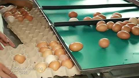 TD 104B Egg Grading Sorting Machine With Vacuum Egg Lifter & accumulator