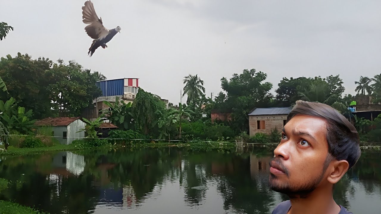 রানী নিজের ডিম ছেড়ে বাড়ি থেকে উড়ে পালিয়ে গেলো 😔 |Rishis pigeons| pigeonlover|kobutorlover