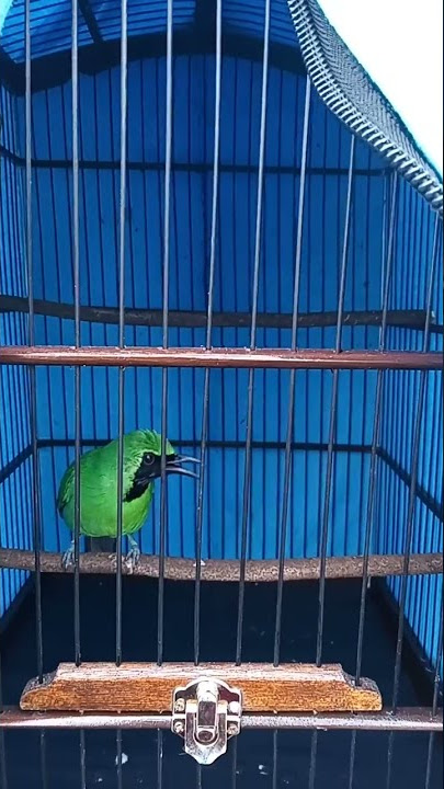 cucak ijo (BEJO)materi khas,tengkek udang sambung platuk👍