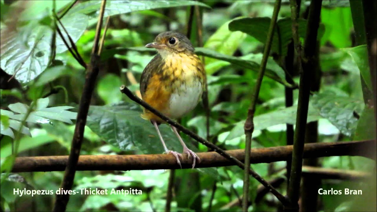 Hylopezus dives-Thicket Antpitta 