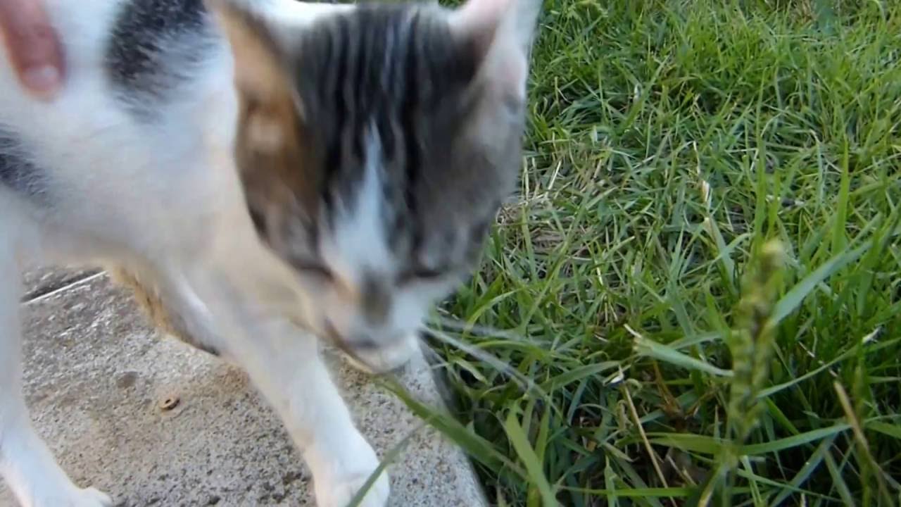 Gitane - SPA de Montauban (82) -Adoption sauvetage