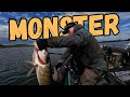 Fishing a perch jerkbait for MONSTER pike!