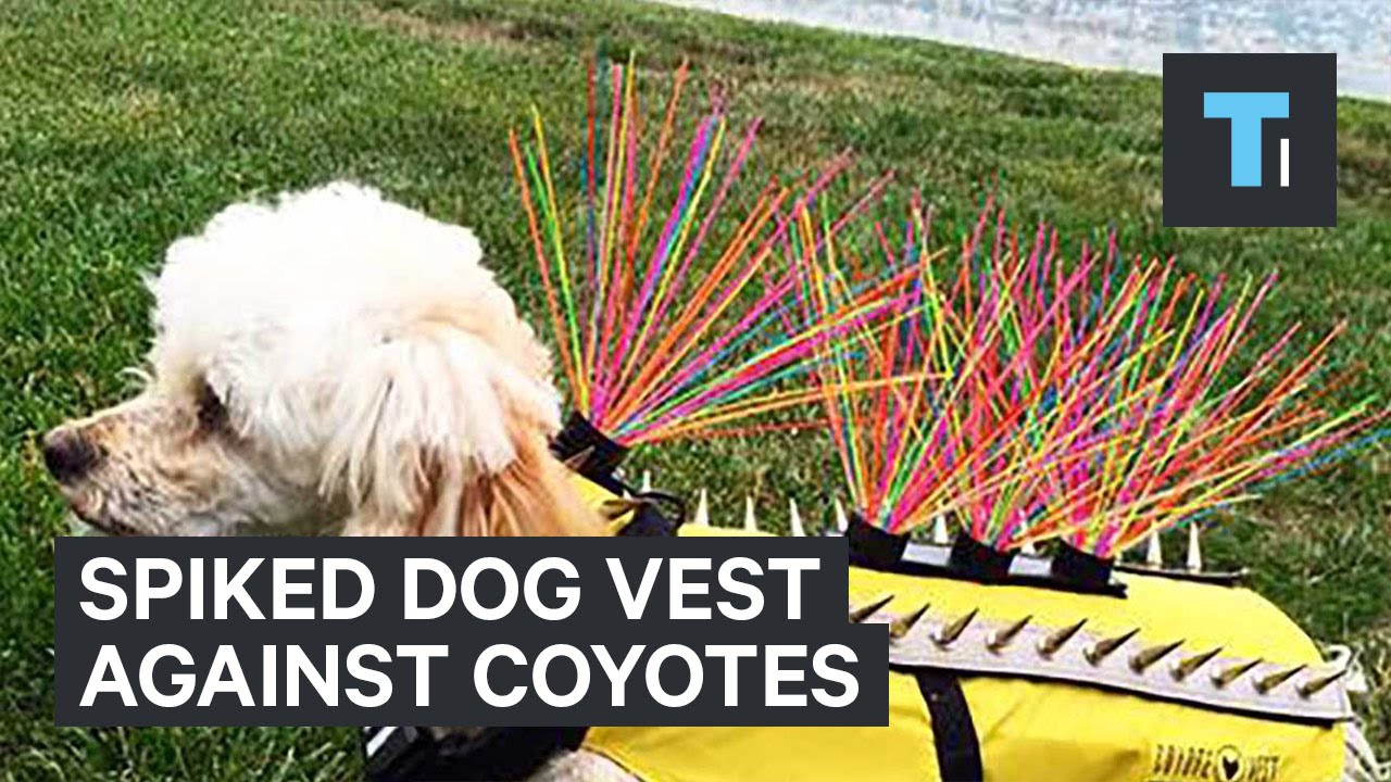 anti coyote vest for small dogs