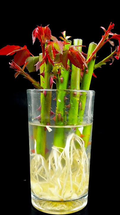 How to grow rose plant at home from cutting || Simple idea for home gardening#gardenlover #short