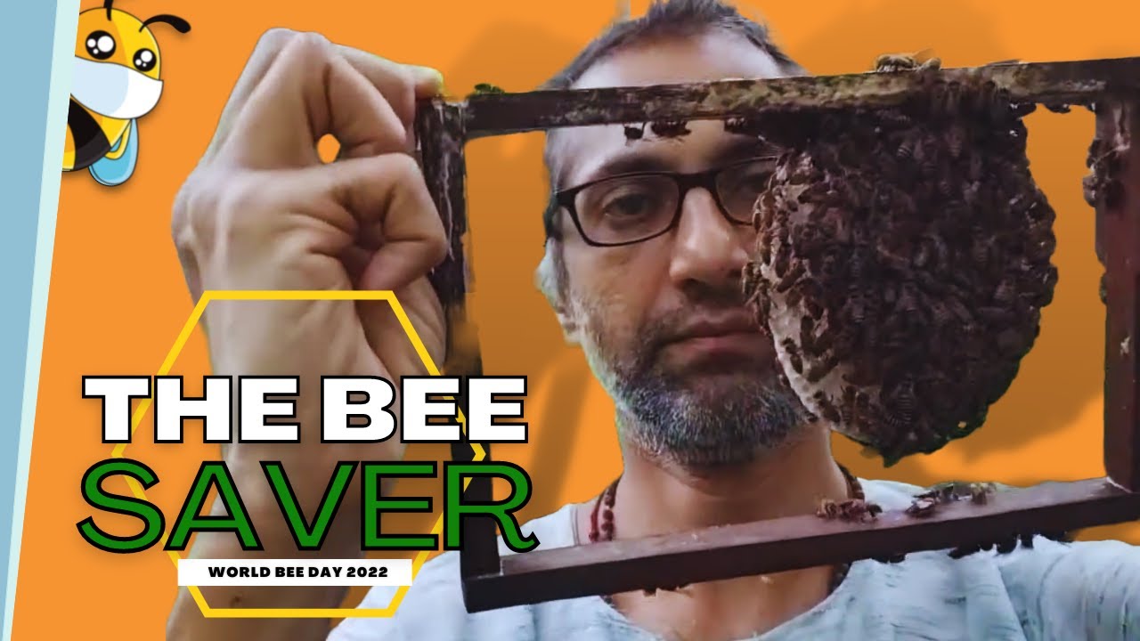 Why Asiatic bees needs more help?  World bee day 2022