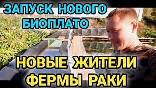 ⚠️ПОСТРОИЛИ НОВОЕ БИОПЛАТО!!! ЗАПУСТИЛИ СИСТЕМУ, СУПЕР ЧИСТКА ВОДЫ) НОВЫЕ ЖИТЕЛИ ФЕРМЫ - РАКИ!!!👍