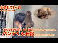 パンチくん日記【2026年3月28日撮影 生後8ヶ月】市川市動植物園 Punch the monkey 【Punch the monkey's video in March 28, 2026】