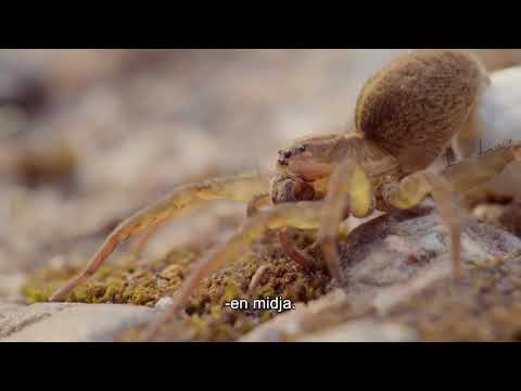 Video: Varför Drömmer Spindlar?