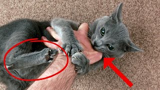 The Meaning Behind 17 Strangest Cat Behaviors