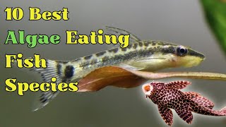 10 Best Algae Eating Fish for Aquarium That Keep Your Aquarium Crystal Clear by Pets Curious 248 views 4 months ago 6 minutes, 33 seconds