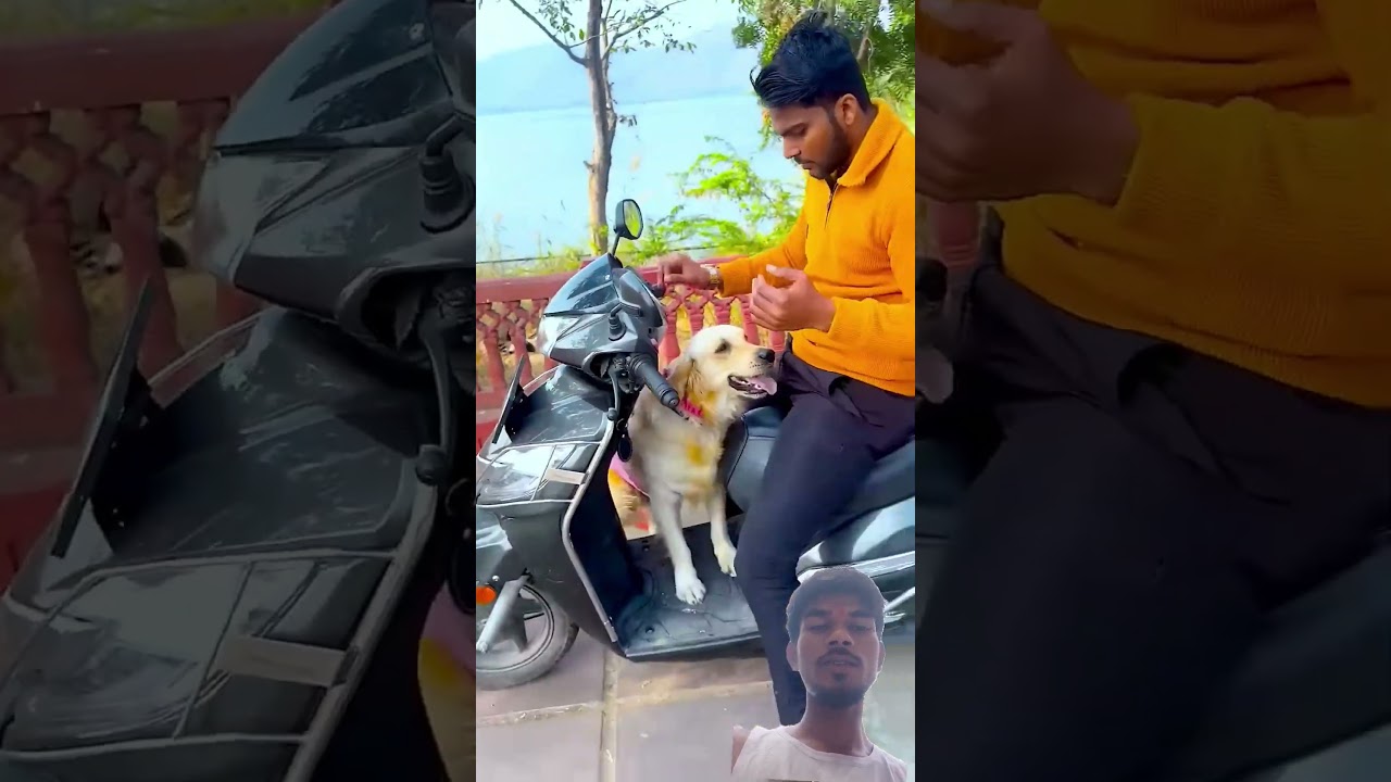 मेरे मासूम प्यारे डॉग की दोस्त कहां गई😱 #funnydogs #shorts