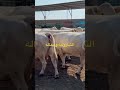انظف سلالات العجول ابقار الشاروليه