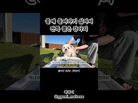 물에 들어가기 싫어서 잔뜩 쫄은 강아지 thumbnail