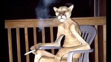 AI Extended - Cursed Images In Motion 2