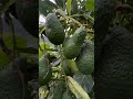 10 लाख पक्का कमाके देने वाला Avocado फल 😮 📞77020 71045 📞7331155778