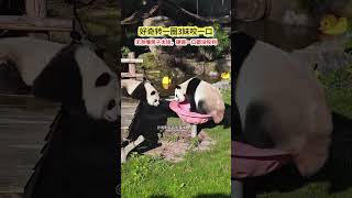 Curious Pandas Funny Bite Fail
