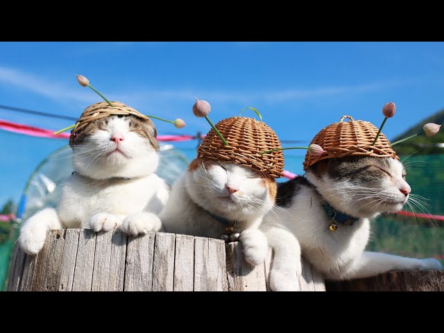 猫の巣猫の草編み巣4 猫の巣猫の草編み巣4