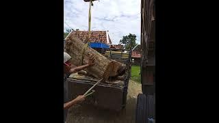 proses muat kayu || truk dump