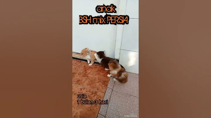 Watch the video about Kitten BSH mix PERSIA usia 1 bulan lebih, full lucu