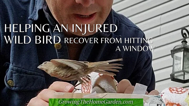 Helping a Wild Bird Recover After it Flew Into Our Window