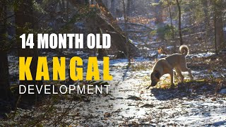 14 Month Old Male Kangal | Kangal Development | Turkish Kangal Dog by Ash The Kangal 1,365 views 1 year ago 11 minutes, 48 seconds