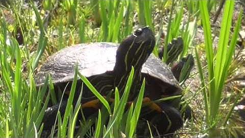 Red-eared slider (Trachemys scripta elegans)