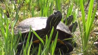 Red-eared slider (Trachemys scripta elegans)