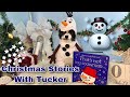 ASMR CHRISTMAS STORIES WITH TUCKER ❤️🎄 “THAT’S NOT MY SNOWMAN”